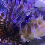 Dwarf Lionfish