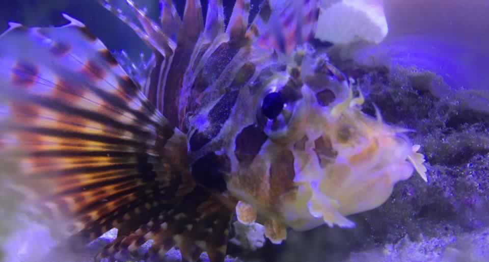 Dwarf Lionfish