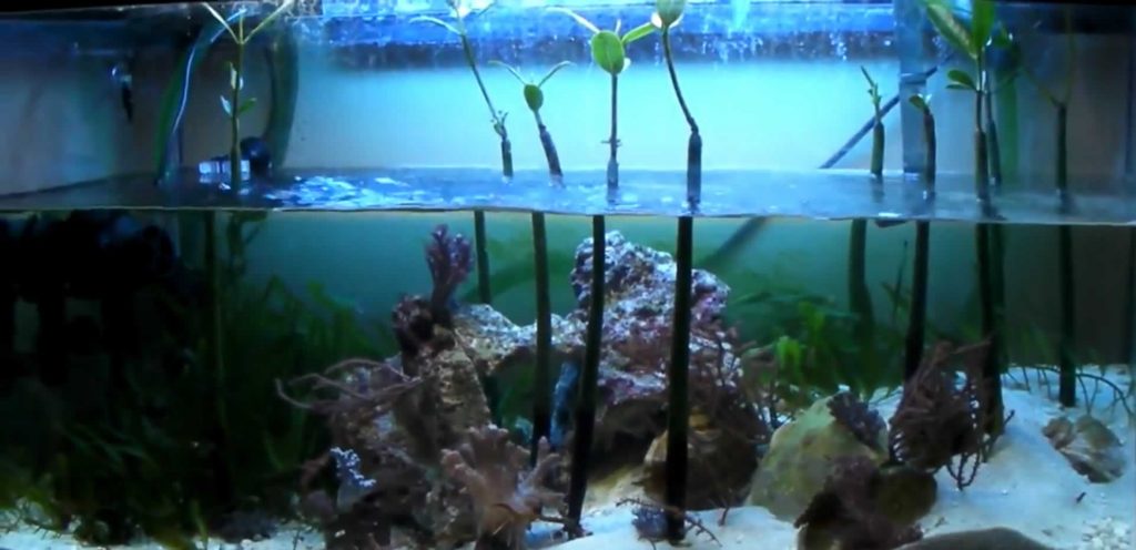 Mangrove Tank