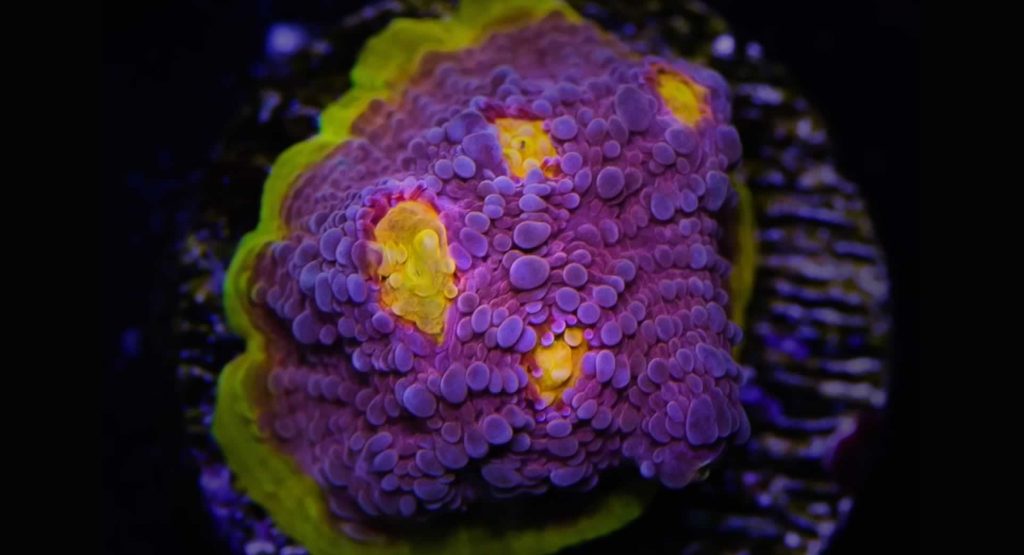Photoshopped Coral